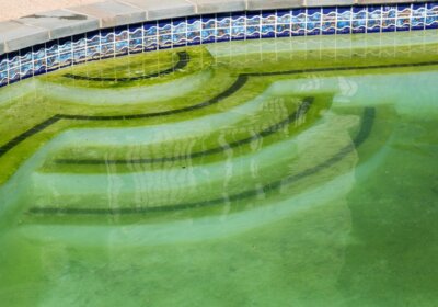 Algen im Pool: So wirst du sie wieder los! Algen im Pool